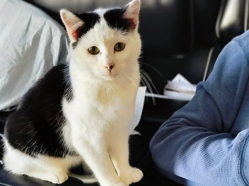 OLAF - Domestic Short Hair available for adoption