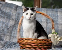 OLAF - Photo 1