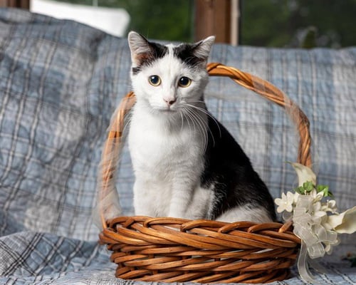 OLAF - Domestic Short Hair available for adoption