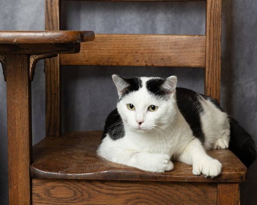 OLAF - Domestic Short Hair available for adoption
