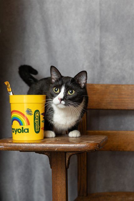 KIMI - Domestic Short Hair available for adoption