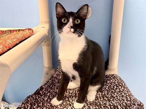 KIMI - Domestic Short Hair available for adoption