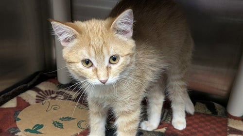 SUNFLOWER - Domestic Short Hair for adoption in Des Moines