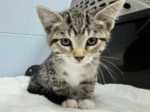 WISTERIA - Domestic Short Hair available for adoption