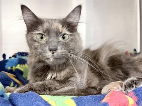 MARIPOSA - Domestic Long Hair available for adoption