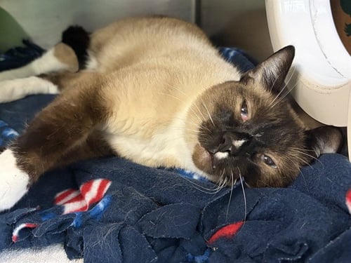 CARLETON - Siamese available for adoption