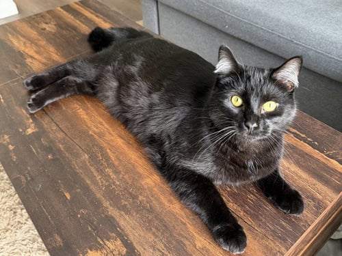 OBAIDAH - Domestic Short Hair available for adoption