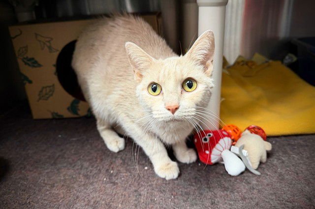 BRIVRA - Domestic Short Hair available for adoption