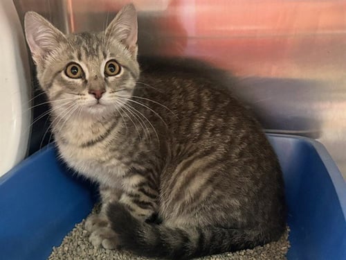 VIHUELA - Domestic Short Hair for adoption in Des Moines