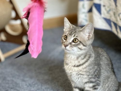 VIHUELA - Domestic Short Hair available for adoption