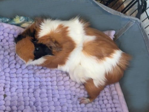 PRINCESS - Guinea Pig available for adoption