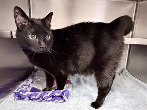 JUNIPER - Domestic Short Hair for adoption in Des Moines