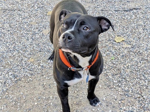 GUNNER - American Bulldog for adoption in Des Moines