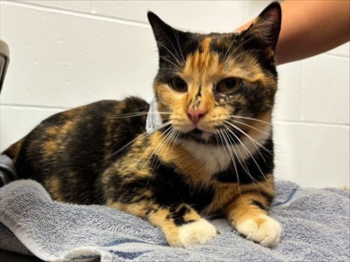 MARMEE - Domestic Short Hair available for adoption
