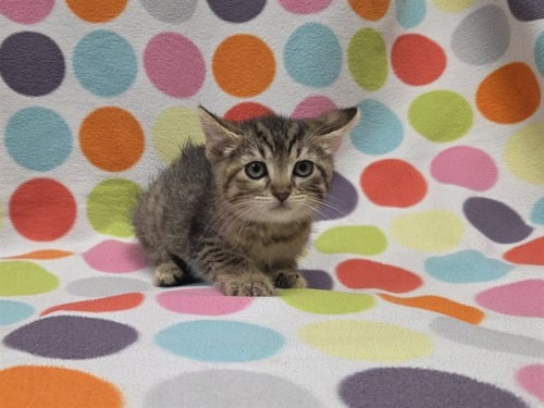 JAMON - Domestic Short Hair available for adoption