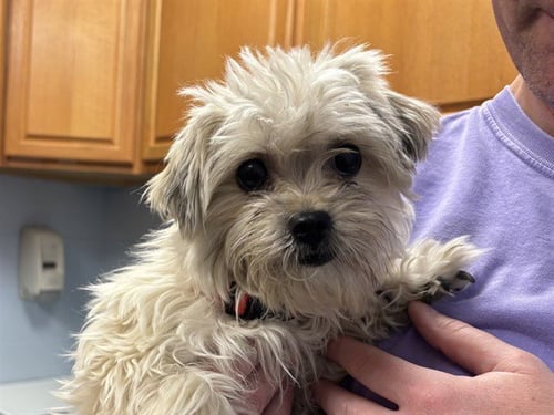 SKETTI - Maltese / Yorkshire Terrier Yorkie available for adoption