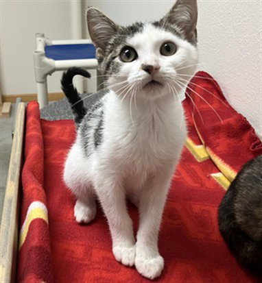 JULIET - Domestic Short Hair available for adoption