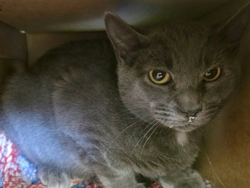 ED - Domestic Short Hair for adoption in Des Moines