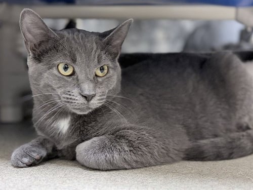 ED - Domestic Short Hair available for adoption