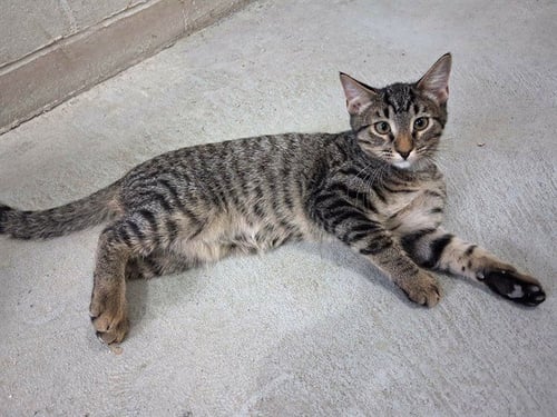 JAKE - Domestic Short Hair available for adoption
