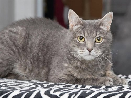 GERALD - Domestic Short Hair available for adoption