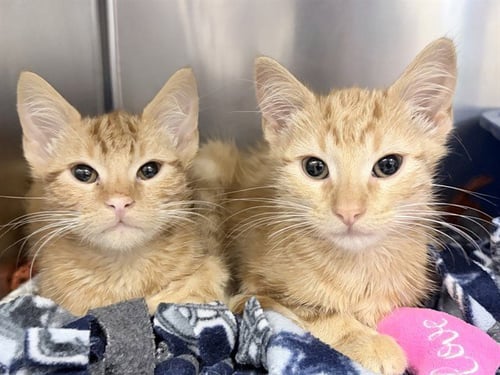 BERT - Domestic Short Hair available for adoption