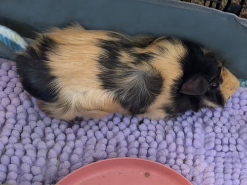 LOLA - Guinea Pig available for adoption