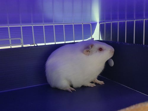 MILKY WAY - Guinea Pig available for adoption