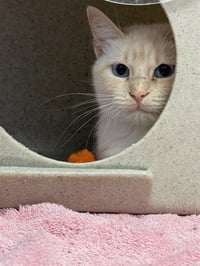 PALOMA - Photo 1