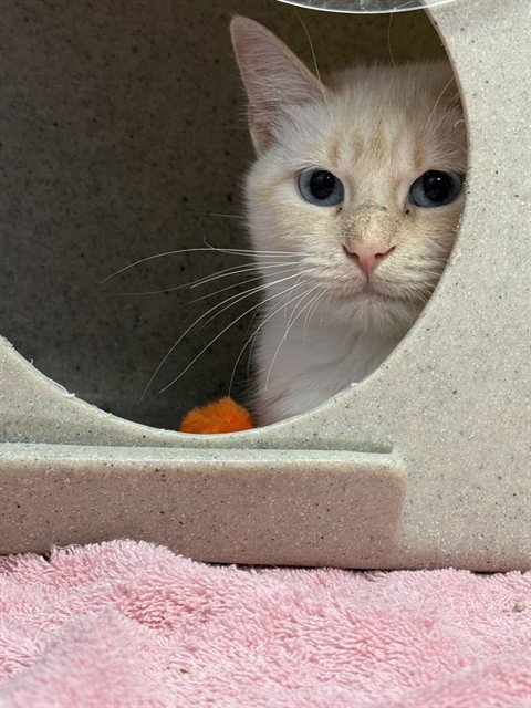 PALOMA - Siamese available for adoption