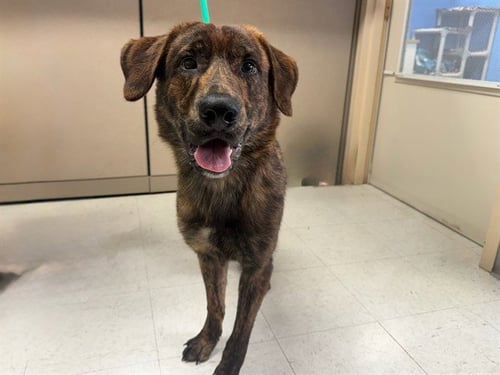 ACE - Labrador Retriever for adoption in Des Moines