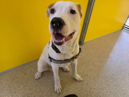 LANDO - Pointer / Bulldog for adoption in Des Moines