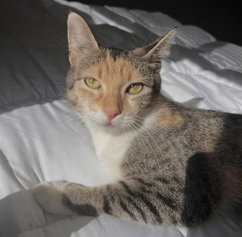 SANDY - Domestic Short Hair available for adoption