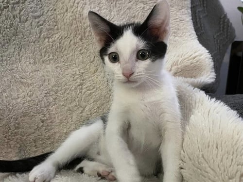 RUCKER - Domestic Short Hair available for adoption