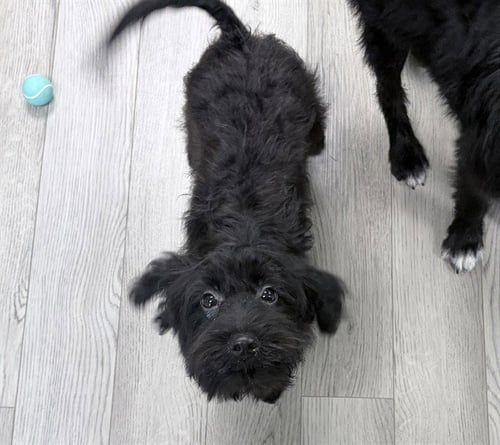 ROOKIE - Terrier for adoption in Des Moines