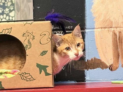 DANNY - Domestic Short Hair available for adoption