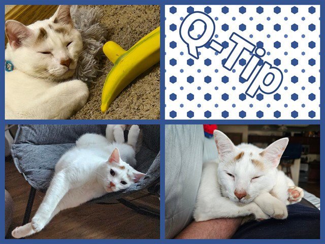 Q-TIP Image