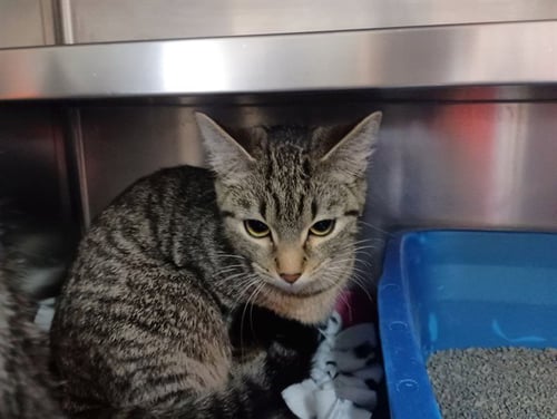 STARLITE - Domestic Short Hair for adoption in Des Moines