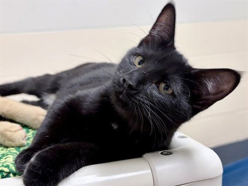 SCREECH - Domestic Short Hair for adoption in Des Moines