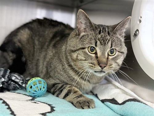 OZZIE - Domestic Short Hair available for adoption