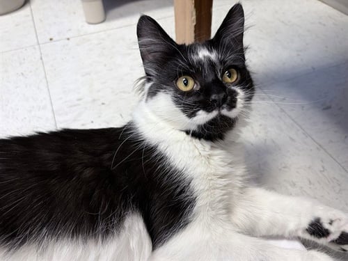 STARRY - Domestic Medium Hair available for adoption