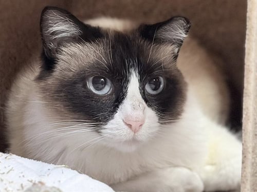 EDI - Snowshoe available for adoption