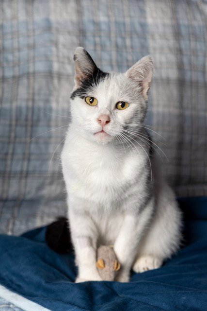 SNOOPY - Domestic Short Hair available for adoption