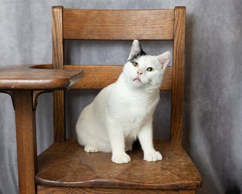 SNOOPY - Domestic Short Hair available for adoption