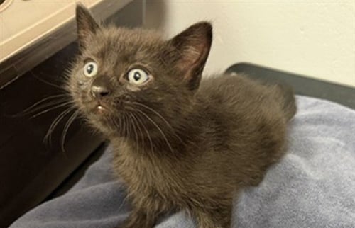SPUTNIK - Domestic Short Hair for adoption in Des Moines