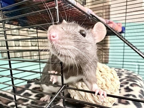 HEMLOCKE - Rat available for adoption