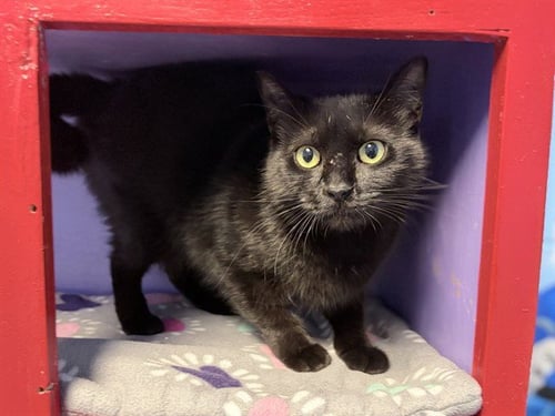 LIL BIT - Domestic Short Hair available for adoption