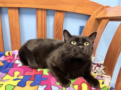 LIL BIT - Domestic Short Hair available for adoption