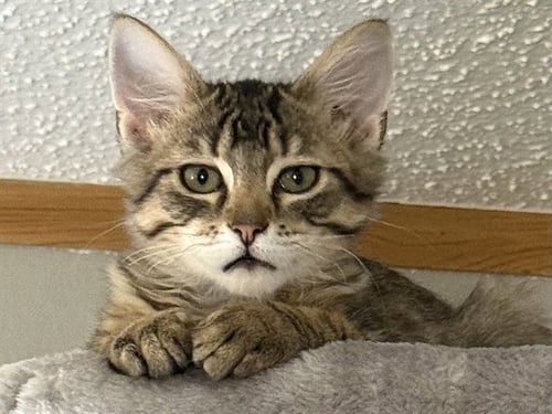 BEAU - Domestic Medium Hair available for adoption
