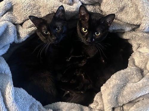 BRUCE - Domestic Short Hair available for adoption